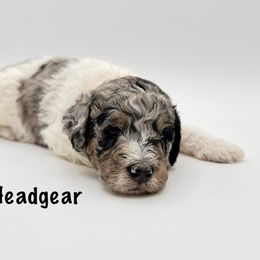 Headgear - Merle male Goldendoodle puppy in Milford, Pennsylvania from Doodles Are Golden