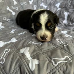 Hook - Black tri male Miniature American Shepherd puppy in Iola, Kansas from Elm Creek Minis