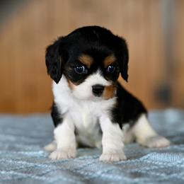 Henley - Tri-color female Cavalier King Charles Spaniel puppy in Sugarcreek, Ohio from Chocolate Cavalier