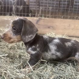 Oscar - Dapple male Dachshund puppy in Sallisaw, Oklahoma from Wild West Dachshunds