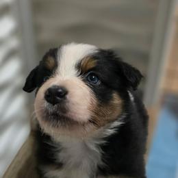 Atalanta - Black tri-color female Australian Shepherd puppy in Smithfield, Utah from Invictus Farms