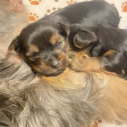 Yorkshire Terrier Puppies from Cutest AKC Arizona Yorkies