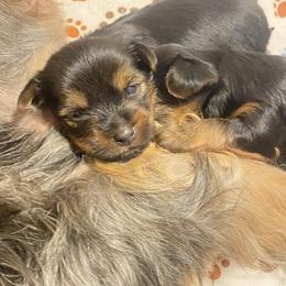 Yorkshire Terrier Puppies from Cutest AKC Arizona Yorkies