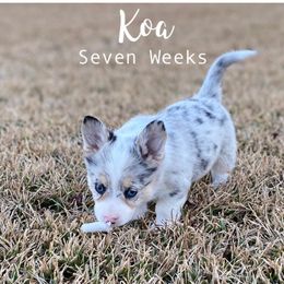 American Corgi Puppies from Tori’s Sassy Corgis