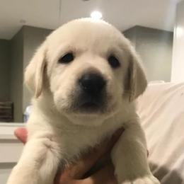 Boy 2 - Yellow Labrador Retriever puppy in Hutto, Texas from Texas Bluebonnet Labs