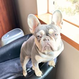 LUCY - French Bulldog