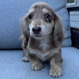 Ranger - Dapple male Dachshund puppy in Cottage Grove, Oregon from Freckled Roots Farm Dachshunds