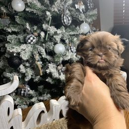 Shih Tzu Puppies from Socal Mother Of Shih Tzus