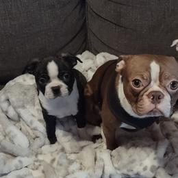 Boston Terrier and French Bulldog Puppies from Reds Studio