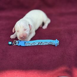 Tim - White and black male Dalmatian puppy in Neosho, Missouri from County-Line Critters
