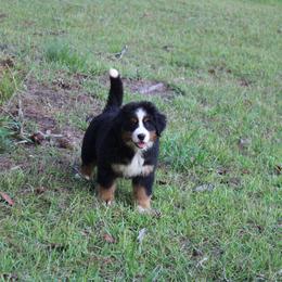 Bernese Mountain Dog Puppies from Dogwood Creek Bernese