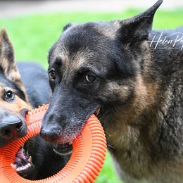 German Shepherds from Timber Ridge Shepherds