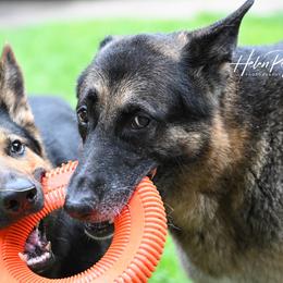 German Shepherds from Timber Ridge Shepherds