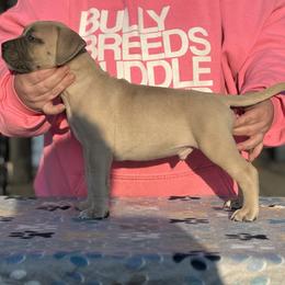 American Pit Bull Terrier Puppies from IGY6 Kennels