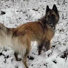 Belgian Tervuren from Snowflower Belgian Tervuren