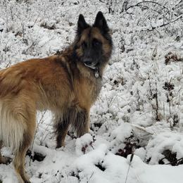 Belgian Tervuren from Snowflower Belgian Tervuren