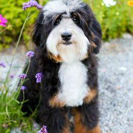 Aussiedoodle, Australian Mountain Doodle, and Bernedoodle All Grown Up from Cottonwood Creek Doodles