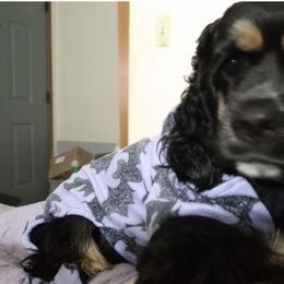 Cocker Spaniels from Royal Hensler kennels