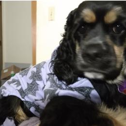 Cocker Spaniels from Royal Hensler kennels