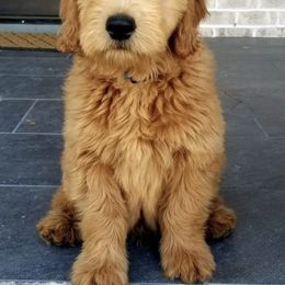French Bulldog, Goldendoodle, and Golden Retriever Puppies from Crystal Coast Kennels, LLC