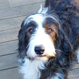 Bernedoodles and Goldendoodles from Valley View Doodles
