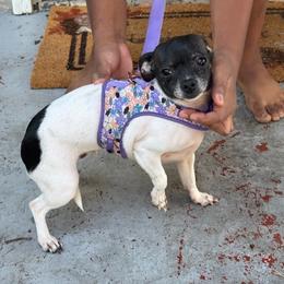 Oreo - Chihuahua