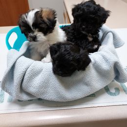 Shihpoo puppies from Rika' Family