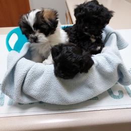 Shihpoo puppies from Rika' Family