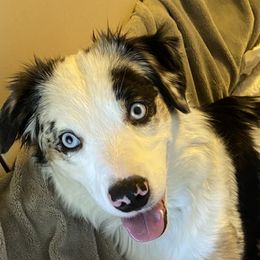 Rosey - Miniature Australian Shepherd
