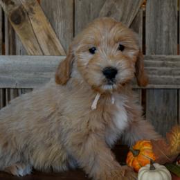 Female 1 - Pink Collar - Apricot female Goldendoodle puppy in Macedon, New York from Toodles Goldendoodles