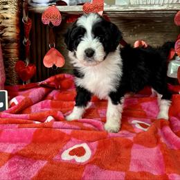 Blakely - Black and white female Aussiedoodle puppy in Charleston, Arkansas from Lazy S Aussies