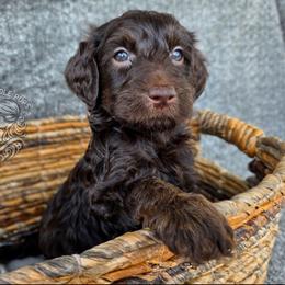Emerald - Chocolate female Goldendoodle puppy in Chattanooga, Tennessee from Hilltop Cuddle Pups