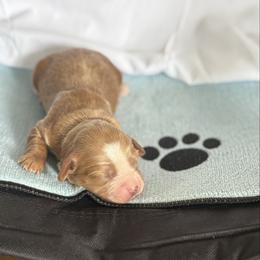 Strommie - Cream female Cavapoo puppy in Raytown, Missouri from Ginger Doodle Babies