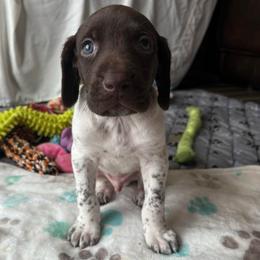 Boy 2 - White and liver male German Shorthaired Pointer puppy in Troy, North Carolina from Uwharrie GSP