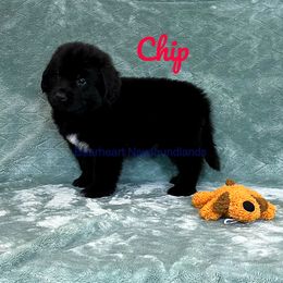 Chip - White and black Newfoundland puppy in Cortez, Colorado from Bear Heart Newfoundlands, LLC