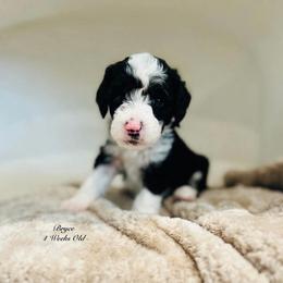 Bryce- Female Reservation 3 - Black and white female Sheepadoodle puppy in Spokane, Washington from Downriver Doodles