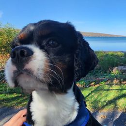 Yianni - Cavalier King Charles Spaniel