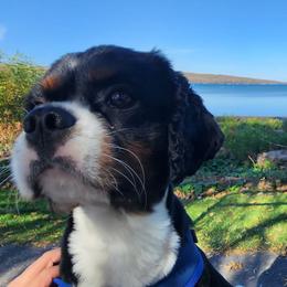 Yianni - Cavalier King Charles Spaniel