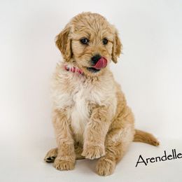 Bernedoodle and Goldendoodle Puppies from Delta Doodles and Poodles