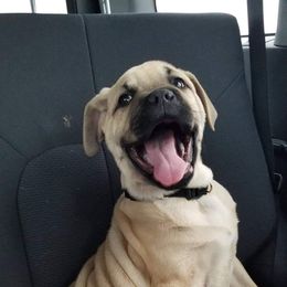 Cane Corso Puppies from Samantha Jackson