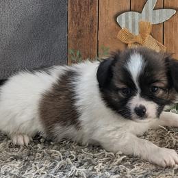 Nyxon - White and sable male Papillon puppy in Dorset, Ohio from Classy Country Papillons