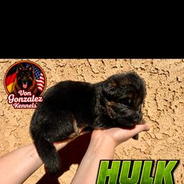Hulk - Black and red male German Shepherd puppy in Quartz Hill, California from Von Gonzalez Kennel