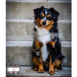 Blue - Toy Australian Shepherd