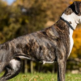 Boxers from B & B Boxers