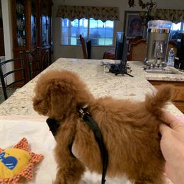 Poodle Puppies from Mary Gorgeous Poodles