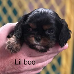 Lil Boo - Black and tan male Cavalier King Charles Spaniel puppy in Broken Arrow, Oklahoma from Cavalier King Charles Heartland