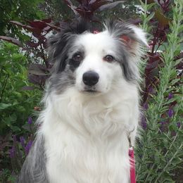 Valor - Border Collie