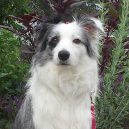 Valor - Border Collie