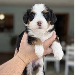 Halo - Tri-color female Bernedoodle puppy in Henry, Illinois from Rowe Farms Doodles