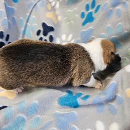 Boy 6 - White and fawn male Pembroke Welsh Corgi puppy in Orange, Virginia from CL&L Corgi's